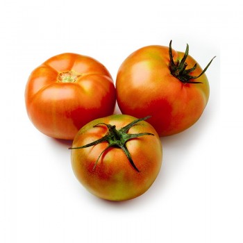 Tomate RAMA